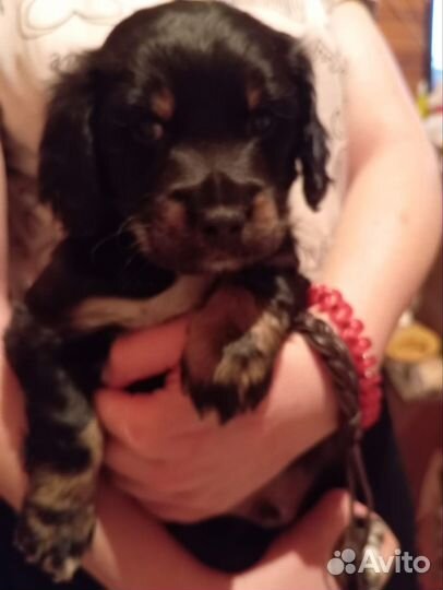 Милые щеночки в добрые руки отдаю