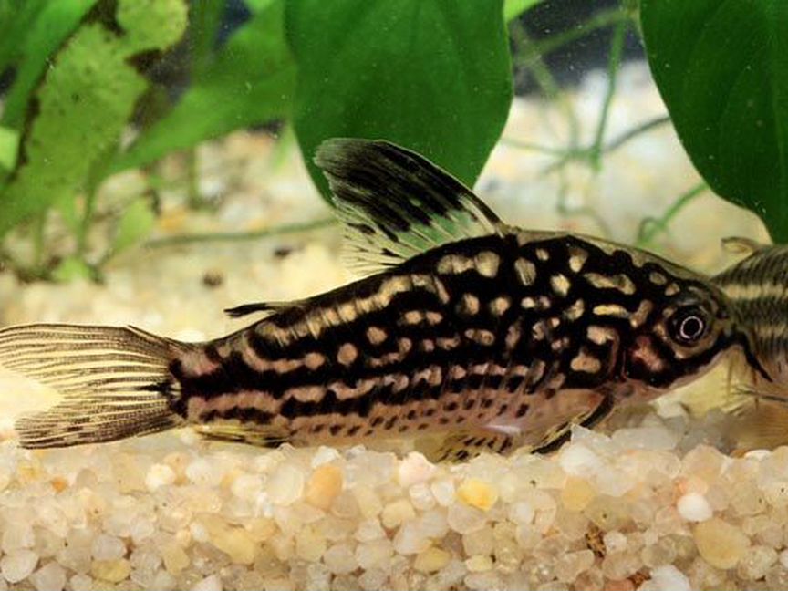 Коридорас Напоенсис, Коридорас Напо (Corydoras Na