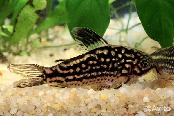 Коридорас Напоенсис, Коридорас Напо (Corydoras Na