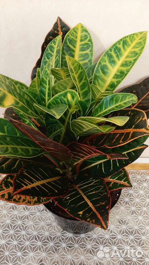 Кротон Петра