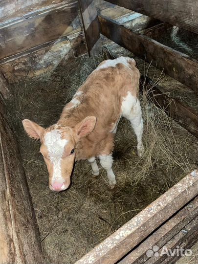 Телята телочки