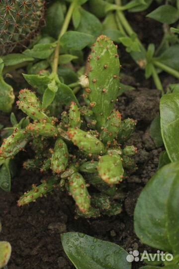 Редкие суккуленты