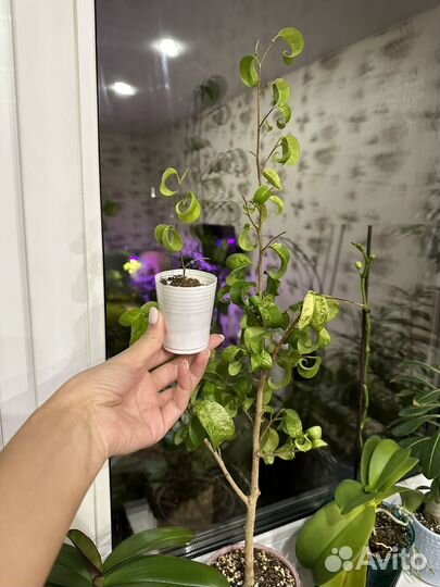 Фикус Букле