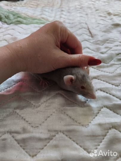 Крыса дамбо