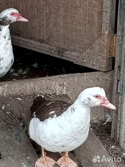 Мускусные утки тяжелые линии