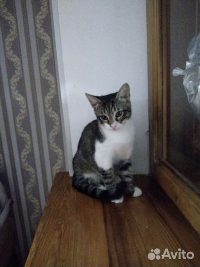 Котик Васька