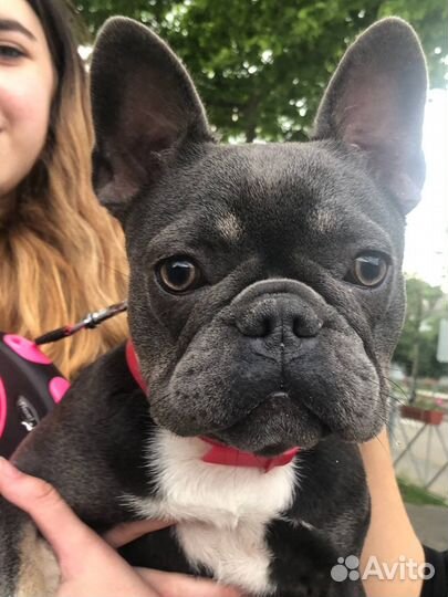 Выгул собак с 12 лет