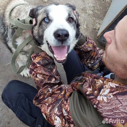 Собаки бесплатно в добрые руки