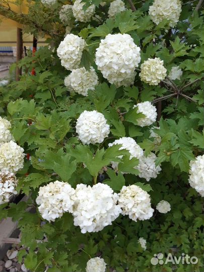 Калина бульденеж, саженцы