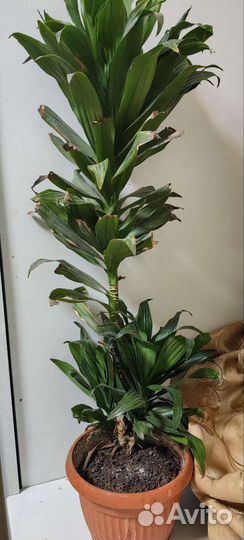 Пальма драцена