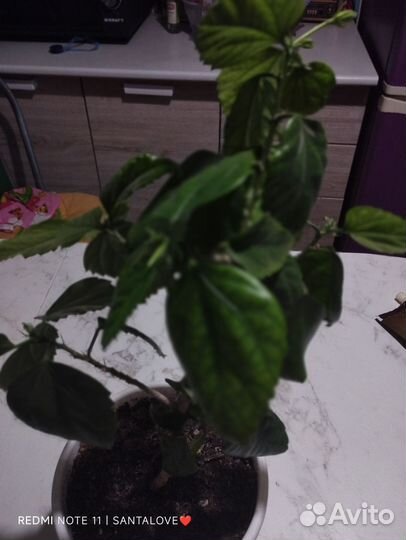 Комнатные цветы