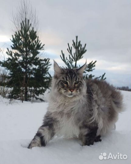 Котята мейн-кун