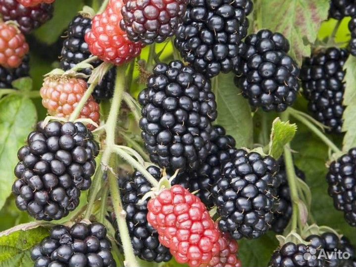 Ежемалина тайберри саженцы