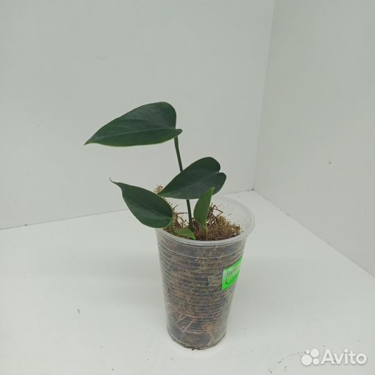 Антуриум черный сорт Блэк Лав