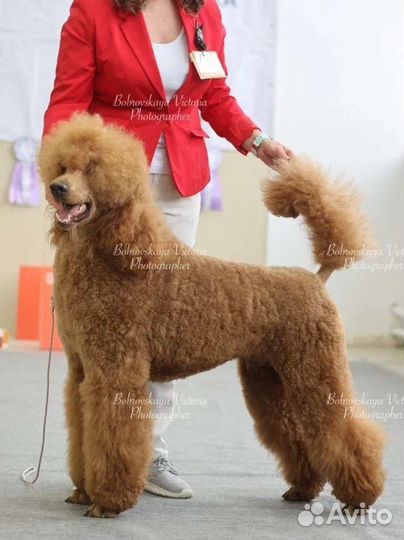 Королевский пудель