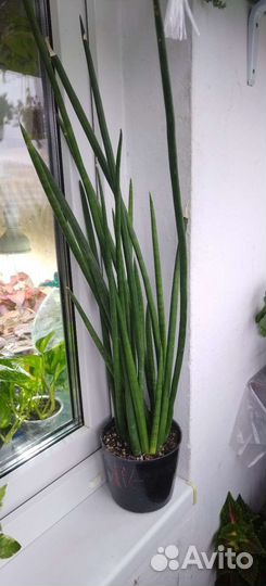 Комнатные растения Алоэ Сансевьерии