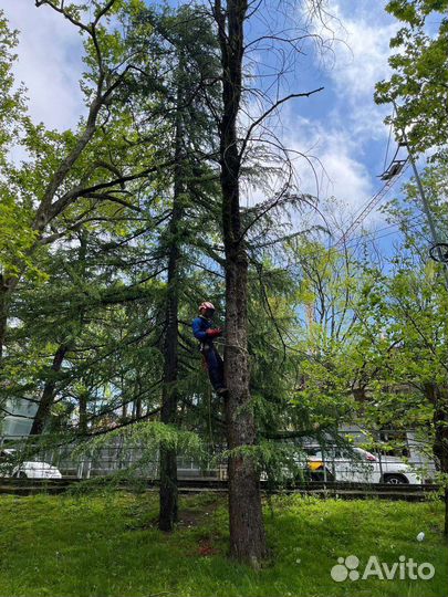 Спил деревьев расчистка участков