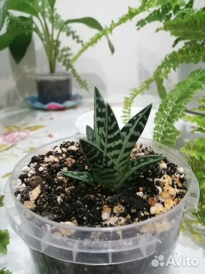 Суккулент Алоэ тигровое