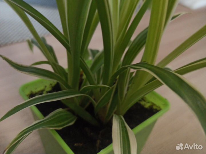 Хлорофитум полосатый