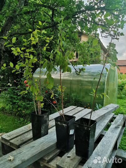 Саженцы слива крупная