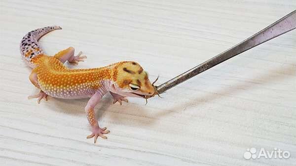 Сверчки замороженные Домовые (кормовые насекомые)