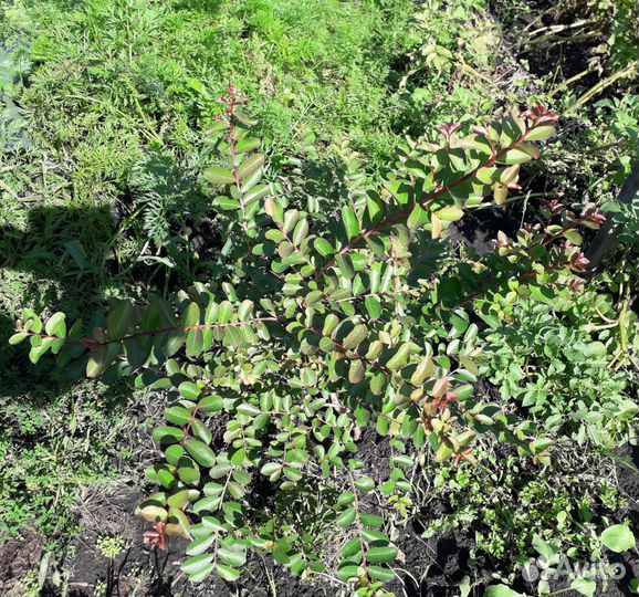 Лагерстремия