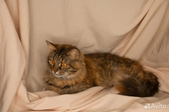 Янтарная кошечка