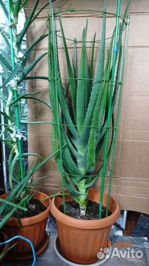 Алоэ Вера 9 летний, лекарственное растение