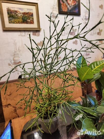 Комнатные растения