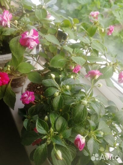 Вегетативные цветы