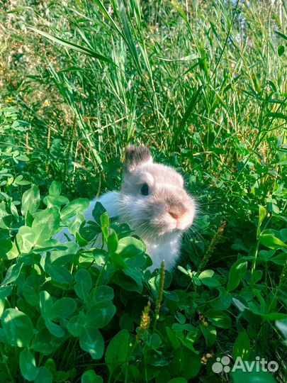 Декоративный кролик в добрые руки