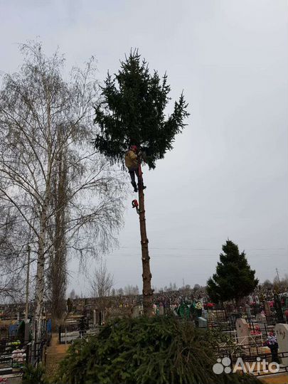 Удаление,спил деревьев