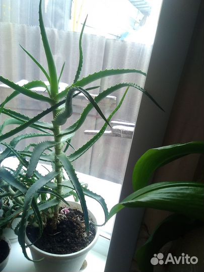 Алоэ лечебный