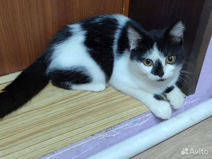 Кошки в добрые руки