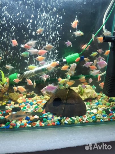 Аквариумные рыбки