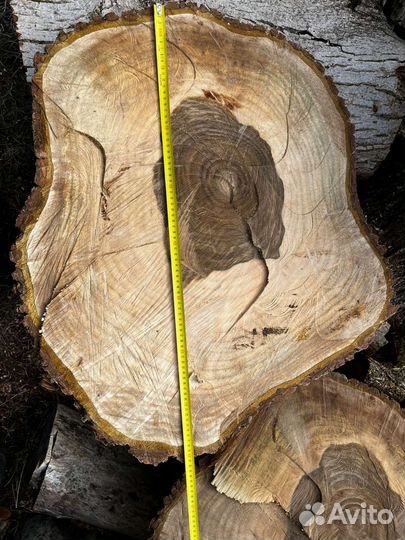 Поперечные спилы дерева