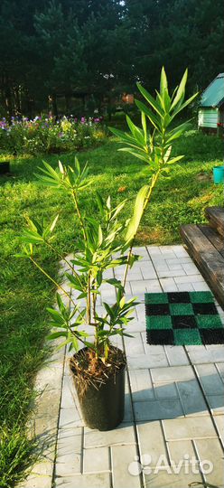 Лантана, олеандр