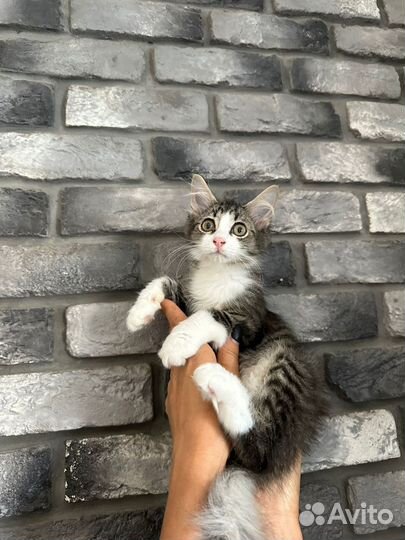 Чудо,как хороша девочка котенок Ладушка