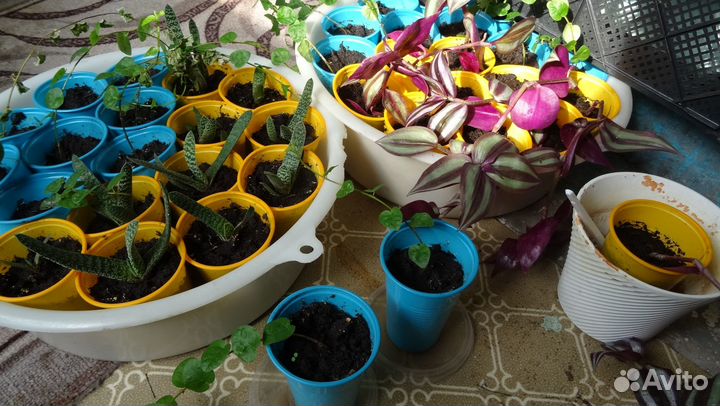 Продам цветы домашние