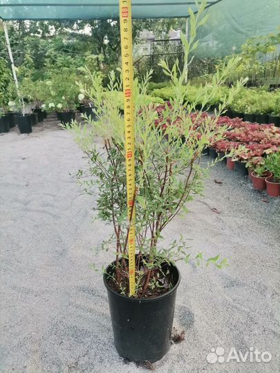 Спирея Грифшайм в горшках