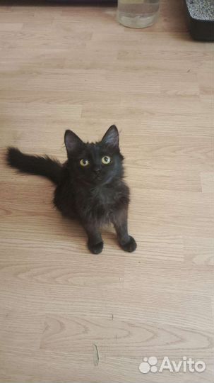 Томас ищет семью