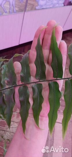 Нефролепис мачо