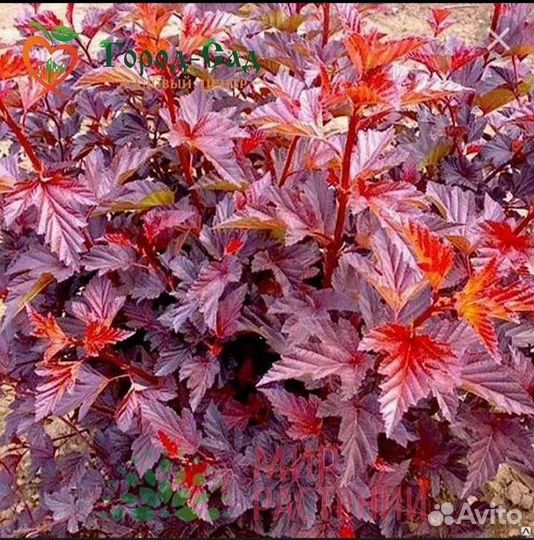 Пузыреплодник саженцы