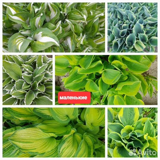 Ирисы, хосты, лилейники и др