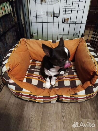 Очаровашка чихуахуа (мальчик)