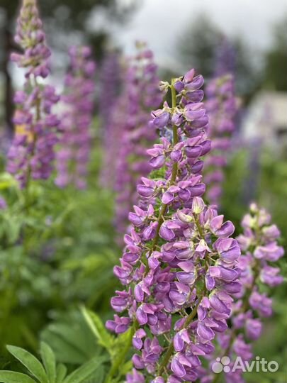 Цветы для сада (Люпин)