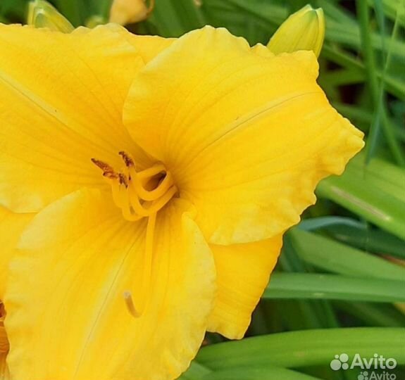 Многолетние садовые цветы/растения