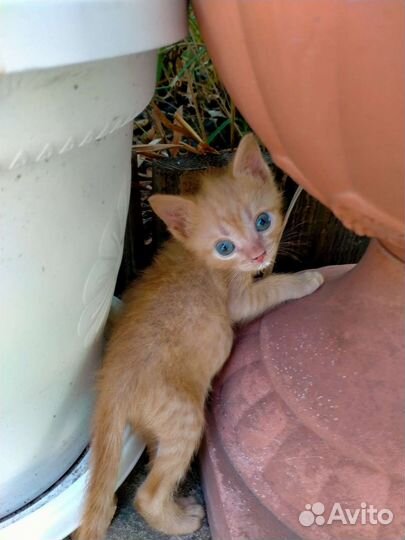 Котята Очень смышлёные