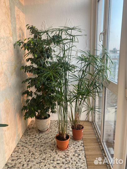 Комнатные растения цветы