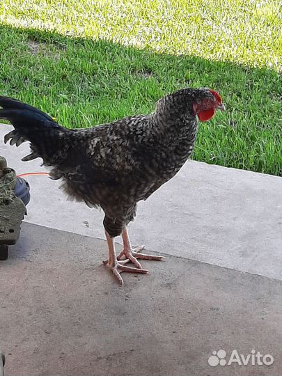 Молодые петухи